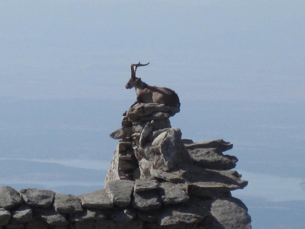 Гостевой дом La Pasailla De Gredos Навасепеда-де-Тормес Экстерьер фото